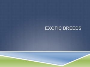 Exotic breeds of rabbits