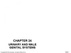 CHAPTER 24 URINARY AND MALE GENITAL SYSTEMS Copyright