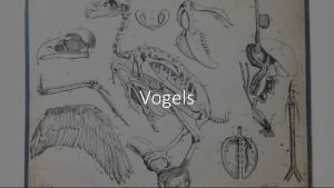 Vogel anatomie