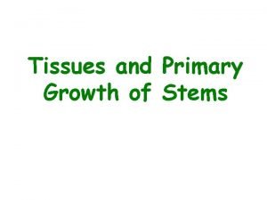 Tissues and Primary Growth of Stems The Plant