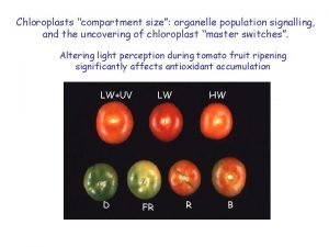 Chloroplasts compartment size organelle population signalling and the