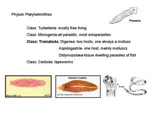 Sporocyst larva classification