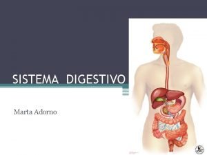 Função sistema digestivo