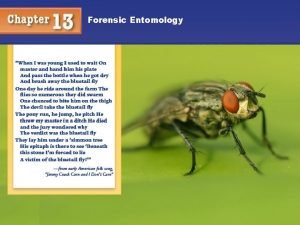 Forensic Entomology 1 Forensic Entomology Objectives You will