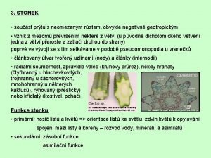 Makroblasty