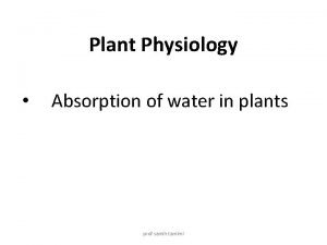 Role of water in plant growth
