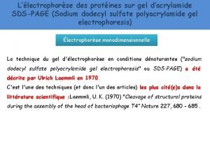 Llectrophorse des protines sur gel dacrylamide SDSPAGE Sodium