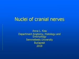 12 carnial nerves