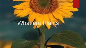 What are Plants Importance of plants Without not