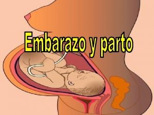 Embarazo Embriologa Feto Parto El parto Vaginal Maria