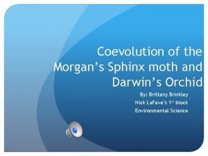 Morgans sphinx moth Morgans sphinx moth