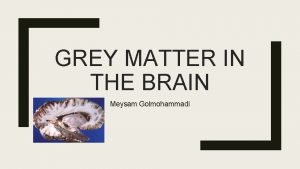 GREY MATTER IN THE BRAIN Meysam Golmohammadi Grey