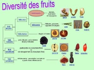 Exemple de fruit sec indéhiscent