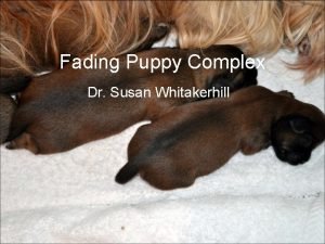 Fading Puppy Complex Dr Susan Whitakerhill Neonatal mortality