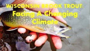 Splake vs brook trout Splake vs brook trout