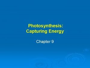 What are photoautotrophs