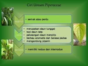 Ciri Umum Piperaceae semak atau perdu HABITUS DAUN