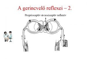 A gerincvel reflexei 2 Proprioceptv s nociceptv reflexv