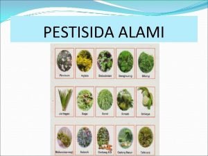 PESTISIDA ALAMI PESTISIDA Insektisida Fungisida Herbisida Nematisida Akarisida
