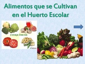 Alimentos que se Cultivan en el Huerto Escolar