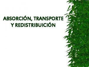 ABSORCIN TRANSPORTE Y REDISTRIBUICIN Absorcin inica radicular Absorcin