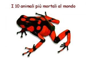 Animali bilateri