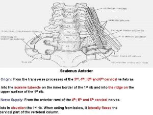 Anterior scalene muscle relations