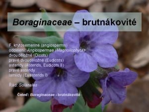 Boraginaceae brutnkovit F krytosemenn angiosperms oddlen Angiospermae Magnoliophyta