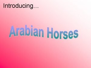 Oldest arabian horse