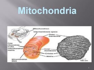 Are mitochondria membrane bound