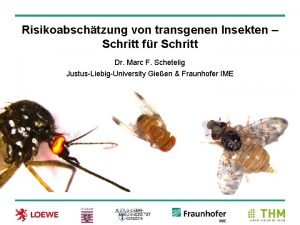 Risikoabschtzung von transgenen Insekten Schritt fr Schritt Dr