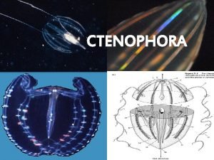 CTENOPHORA Common Names Ctenophores are often called comb