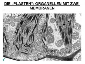 DIE PLASTEN ORGANELLEN MIT ZWEI MEMBRANEN Chl Mit