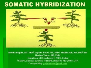 SOMATIC HYBRIDIZATION Rubina Begum MS Ph D 1