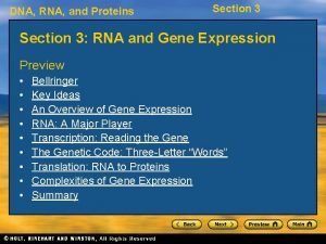 DNA RNA and Proteins Section 3 RNA and