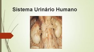 Sistema Urinrio Humano Sistema Urinrio Dois rins Dois