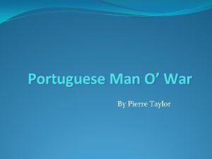 Portuguese Man O War By Pierre Taylor What