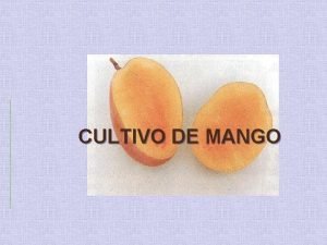 Requerimientos nutricionales del mango