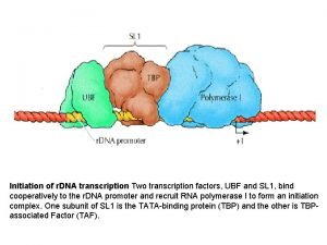 Initiation of r DNA transcription Two transcription factors