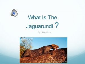Jaguarundi adaptations