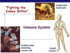 phagocytic leukocyte Fighting the Enemy Within Immune System