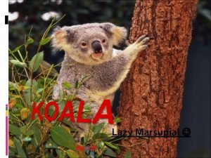 Behavioural adaptations of a koala