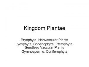 Kingdom Plantae Bryophyta Nonvascular Plants Lycophyta Sphenophyta Pterophyta