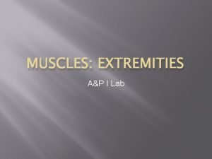 MUSCLES EXTREMITIES AP I Lab Muscles of shoulder