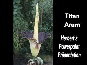 Titan Arum Amorphophallus titanum from Ancient Greek amorphos