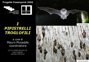 Progetto Powerpoint 2009 I PIPISTRELLI TROGLOFILI Foto M