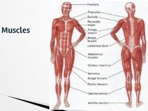 Muscles Interesting Muscle Facts 1 2 3 4