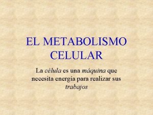 Etapas del metabolismo
