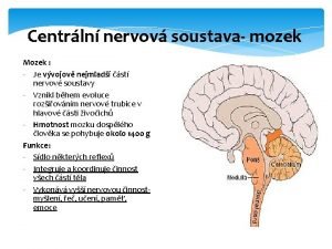 Centrln nervov soustava mozek Mozek Je vvojov nejmlad