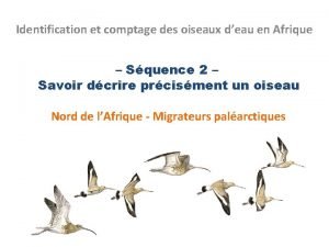 Identification et comptage des oiseaux deau en Afrique